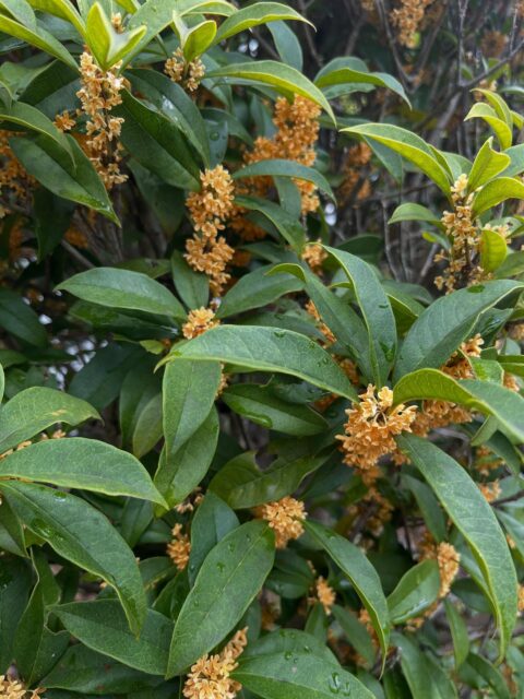 お久しぶりの投稿になります。

今日は写経会が開催されました🖋️
2ヶ月ぶりというのもあり
涼しい時期の開催となりました。
過ごしやすいことに感謝しますね😌
高徳寺の金木犀もたくさん咲いていました💛
この時期だけの香りに癒されますね。

今日は日曜日というのもあって
お子さん達も参加してくれました☺️
しっかりと時間内に書けていました🌟

喫茶はかぼちゃドーナツ🎃🍩
その場で揚げて揚げたてを食べてもらいました。
皆さんにお手伝いもして頂いたので
とても助かりました☺️
半分に切ると綺麗な黄色で
満月のお月様みたいでした🌕✨

次回は12月29日です。
まだ空きがありますので
年の瀬ですが興味ある方はご連絡ください😌

#高徳寺
#寺院
#寺
#お寺
#写経会
#過ごしやすい季節
#喫茶
#おやつ
#かぼちゃドーナツ🎃🍩
#お月様
#満月
#お手伝いありがとうございました
#次回は年の瀬