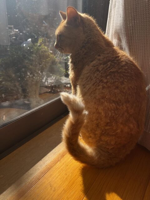 正解は

『ふぅちゃん』でした🐈

ふぅちゃんは普賢（ふげん）菩薩様から
いただいて、ふぅちゃんとなりました✨

誰よりも食べ、誰よりも動いて
猫生活を自由気ままに過ごしています☺️

駐車場を走る姿はチーターの様🐆
ハンター能力も高く
木登りも上手です❣️

そして何より人が好きで
お客さんが来たら出迎えて
ゴロゴロ🩷コロン🩷
触り心地はサラサラムキムキ💪

すっかり高徳寺の看板猫です🐈🎵

#高徳寺
#寺院
#寺
#寺猫
#ふぅちゃん
#普賢菩薩様
#茶トラ
#看板猫
#走り方がかっこいい
#元気いっぱい