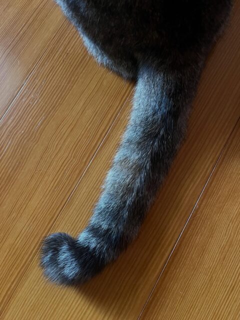 第一弾🐈これは誰のしっぽかにゃ🐈

答えは後ほど☺️