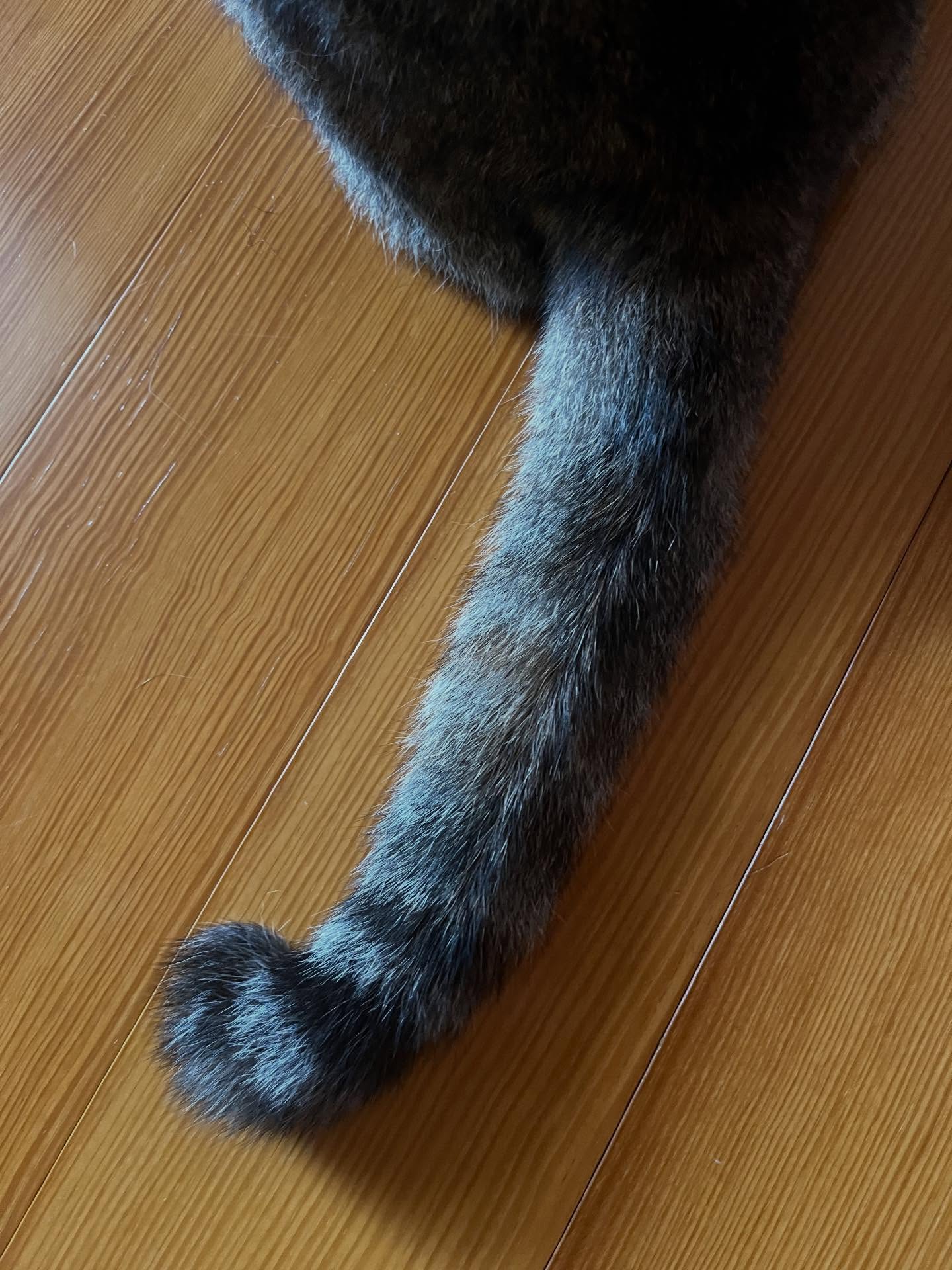 第一弾🐈これは誰のしっぽかにゃ🐈

答えは後ほど☺️