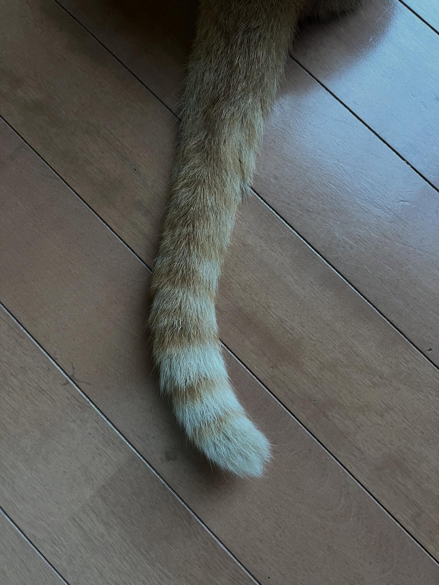 第二弾🐈これは誰のしっぽかにゃ🐈

答えは後ほど☺️