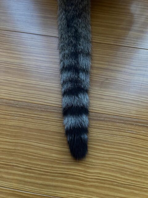 第三弾🐈これは誰のしっぽかにゃ🐈

答えは後ほど☺️

おや？っと思った方がいると嬉しいです🩷