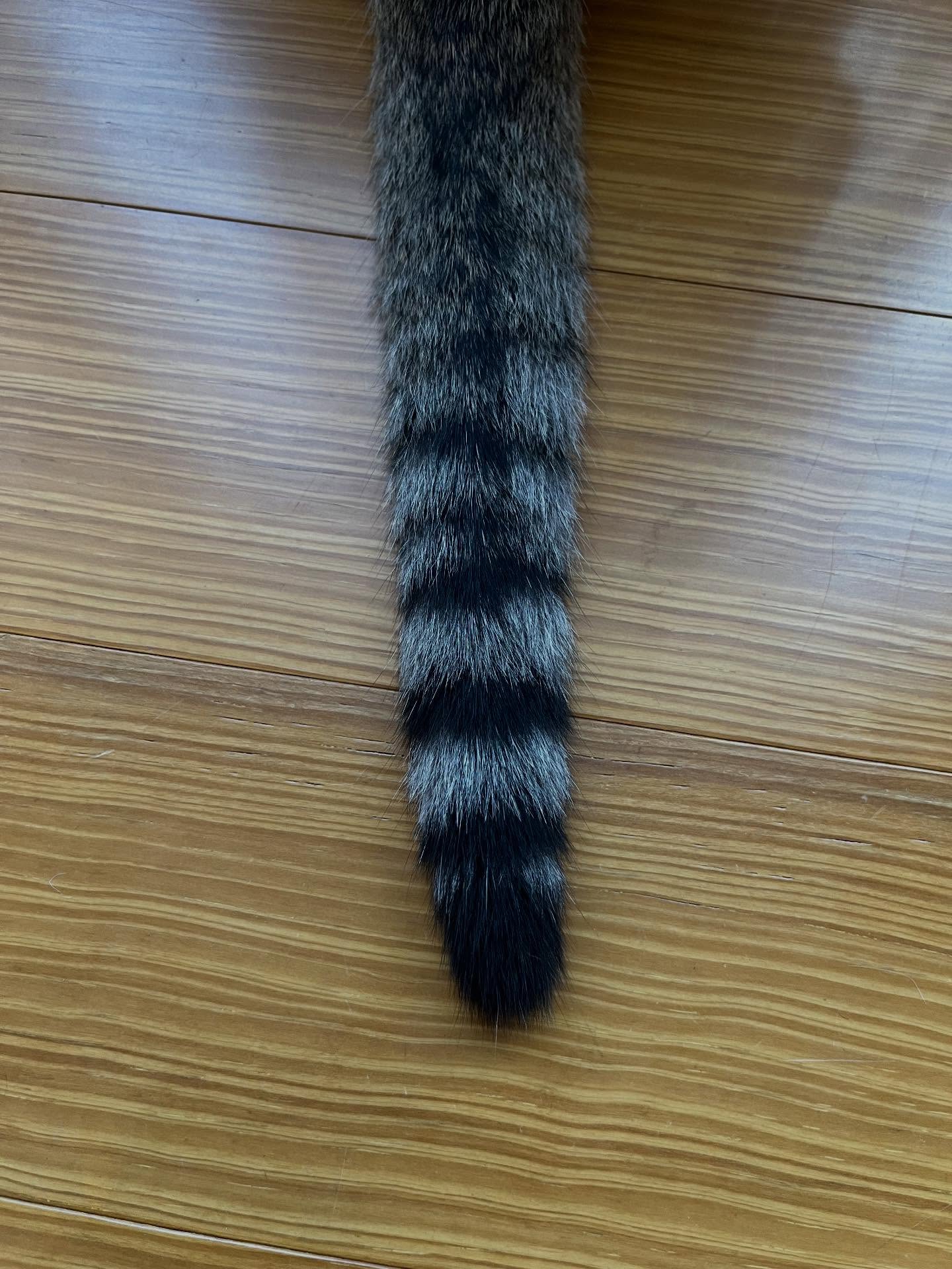 第三弾🐈これは誰のしっぽかにゃ🐈

答えは後ほど☺️

おや？っと思った方がいると嬉しいです🩷