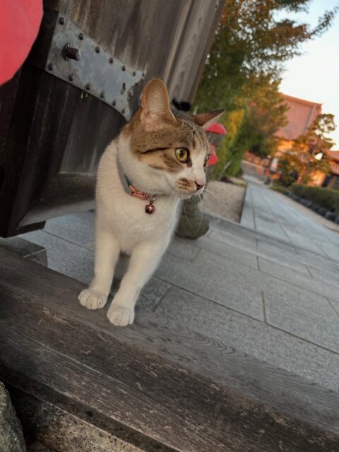 正解は

新入り猫の🐈
『天ちゃん』でした❣️
天ちゃんは韋駄天、毘沙門天などの
天部様か達からいただいた名前です✨

保護猫施設からご縁あって
高徳寺3匹目の猫となりました🐈
ご紹介遅くなりましたが宜しくお願いします♡

天ちゃんは人も子供にも慣れていて
ゴロンと転がるのが大好きな子です。
新たな看板猫の誕生です☺️
ようやく名前を呼ぶと駆け寄ってくるように
なりました❣️❣️

まだ1歳で小さく毛並みは
もちもちぷよぷよ🥰

#高徳寺
#寺院
#寺
#寺猫
#新入り
#宜しくお願いします
#キジ白
#韋駄天
#毘沙門天
#天ちゃん
#もちぷよ
#触り心地最高♡
#猫紹介終わります
#🐈🐈🐈