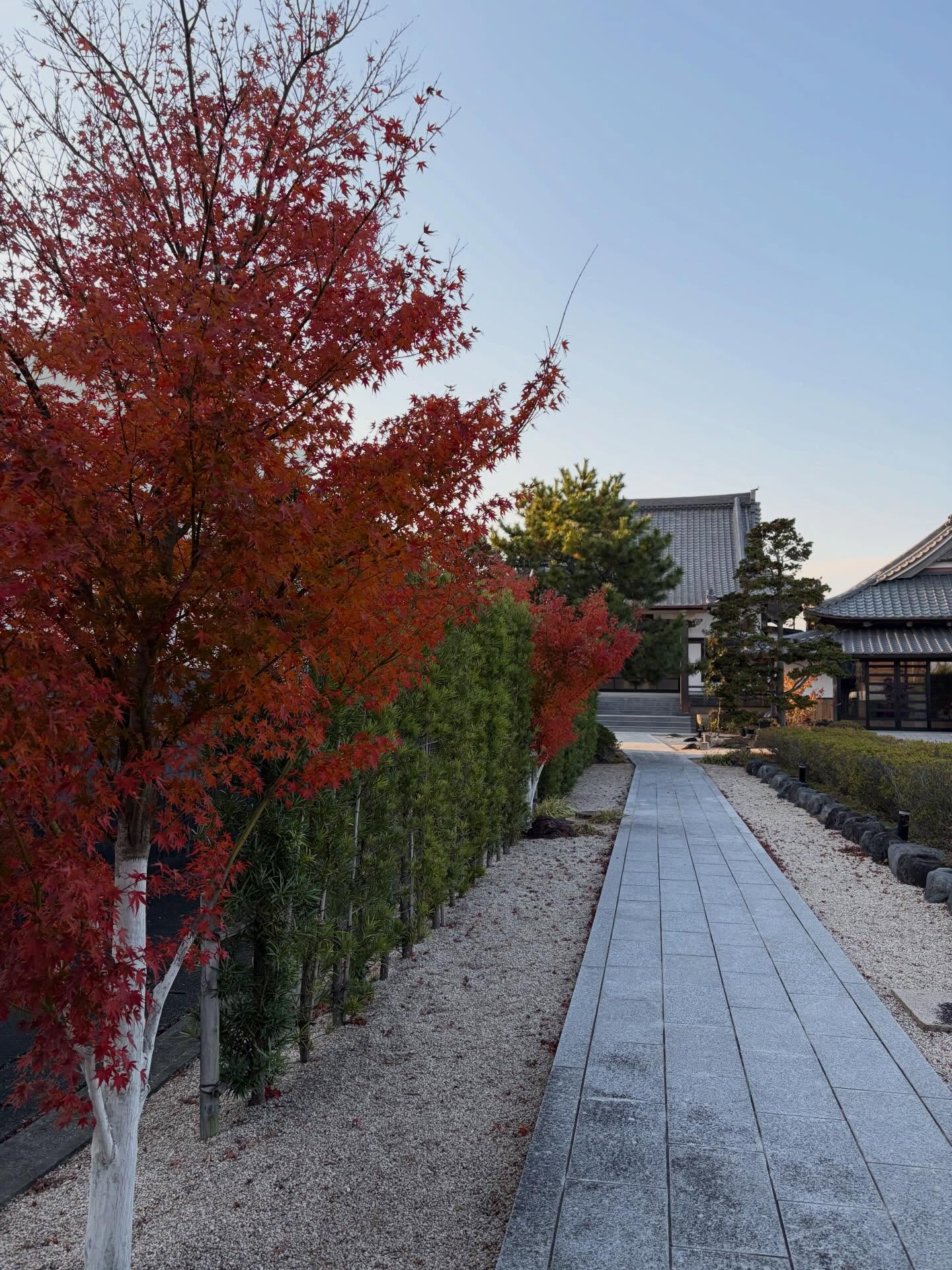参道の紅葉が真っ赤に染まりました🍁

自然の色の美しさを感じます☺️