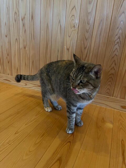 正解は
『ロク』でした🐈

ロクの名前は弥勒（みろく）菩薩様から
いただいています🐈

しっぽの先がくるっと曲がっている
鍵しっぽです🗝️
幸せを運んでくれるとか🌟🌟

13歳には見えない身のこなし✨
走って飛んで、木登りしたり
屋根を歩いて2階のベランダから
帰ってくることもあります☺️

臆病で繊細なロクですが
弱っている人がいると
そっと寄り添ってくれる子です🩷
その優しさにいつも感謝しています☺️

#高徳寺
#寺院
#寺
#寺猫
#鍵しっぽ
#ロク
#弥勒菩薩様
#まだまだ元気
#繊細で優しい
#毛並みはほわほわ