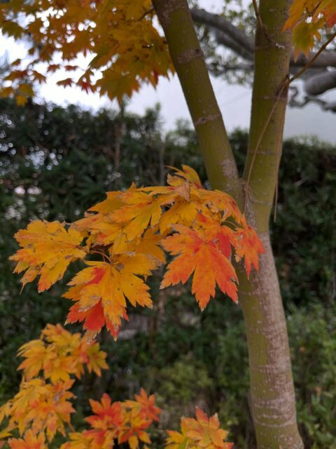 紅葉が進みました🍁
微妙な変化に気づきましたか☺️

#高徳寺
#寺院
#寺
#寺庭
#紅葉
#季節の変化を感じさせてくれる