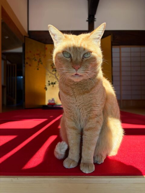 今年もあと僅か。。
新年を迎える準備が整ってきました😌

お忙しいとは思いますが
みなさま穏やかに新年を迎えられよう
心よりお祈り申し上げます🌟

#高徳寺
#お寺
#新年の準備
#猫と飾り付け
#金柑の甘露煮