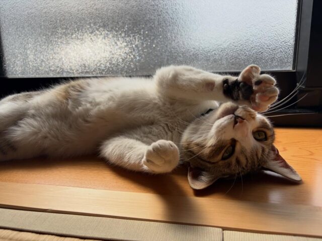 今日はぽかぽかな陽気でした☀️
暑いくらいの陽気でしたね❗️
本堂で日向ぼっこが気持ちいい季節です🌸

#高徳寺
#寺猫
#猫
#日向ぼっこ
#天ちゃん