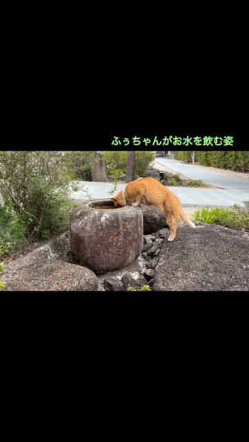 ふぅちゃんがお水をを飲む音と
鳥のさえずりが聞こえてきます
#高徳寺
#ふぅちゃん