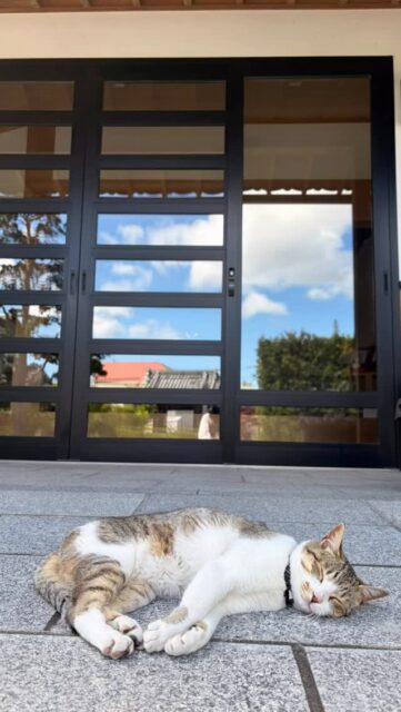 お外でうたた寝していたら
ふぅちゃんが来たけど
一緒には寝てくれなかった🐈

ふぅちゃんはパトロールに
出掛けました🐈

#高徳寺
#寺猫
#ふぅちゃん
#天ちゃん
#青空になった