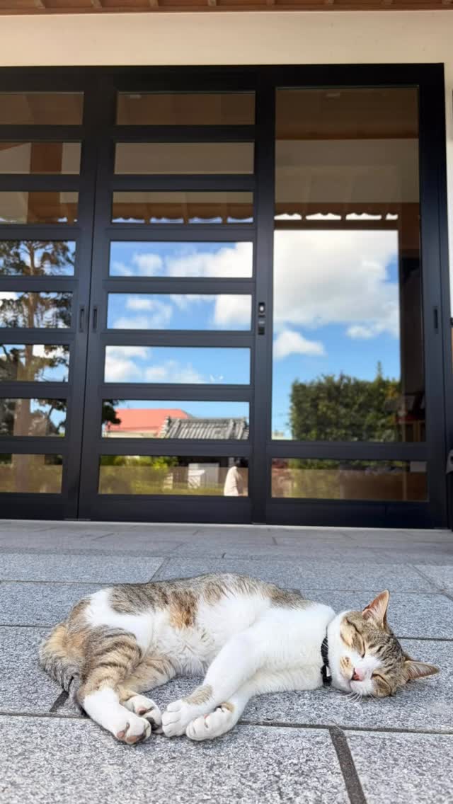 お外でうたた寝していたら
ふぅちゃんが来たけど
一緒には寝てくれなかった🐈

ふぅちゃんはパトロールに
出掛けました🐈

#高徳寺
#寺猫
#ふぅちゃん
#天ちゃん
#青空になった