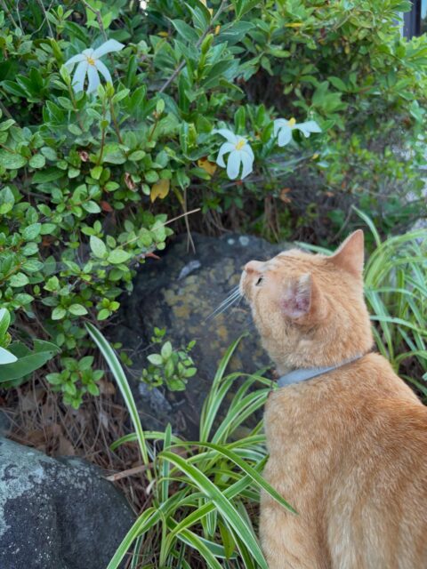 今年もクチナシの花が咲きました🌼

季節の香りのひとつですね😊

#高徳寺
#寺猫
#クチナシ
#初夏の花
#ふぅちゃん
