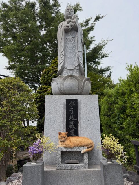 申し訳ありません🙇‍♀️
先程投稿した写真がうまく表示されていませんでした💦

改めてふぅちゃんの写真だけ載せます🐈

#高徳寺
#寺猫
#茶トラ
#ふぅちゃん
#きなこ猫