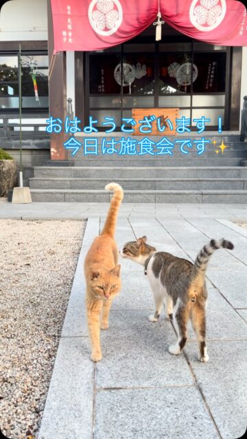 #高徳寺
#施食会
#猫の挨拶