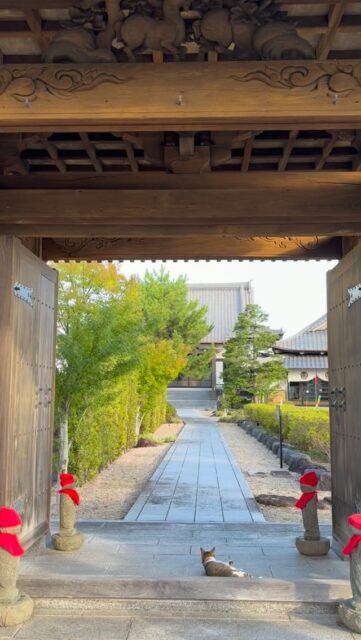 風鈴🎐
高徳寺
最近の夏の風景と音。

最初の足元に天ちゃん🐈

蝉の鳴き声⚡️

風鈴の音🎐
風鈴の音で涼しさを感じて。
あとは悪いものが来ないように⭐️

酷暑日、台風、地震と不安な日々ですが
みなさまが少しでも穏やかなお盆が過ごせますように。

#高徳寺
#寺猫
#風鈴
#蝉の声
#穏やかなお盆